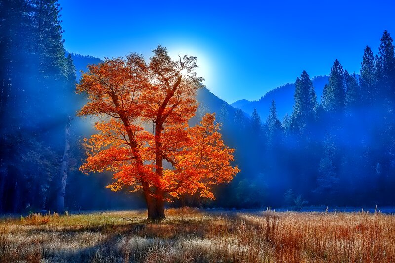 Autumn Tree in Meadow