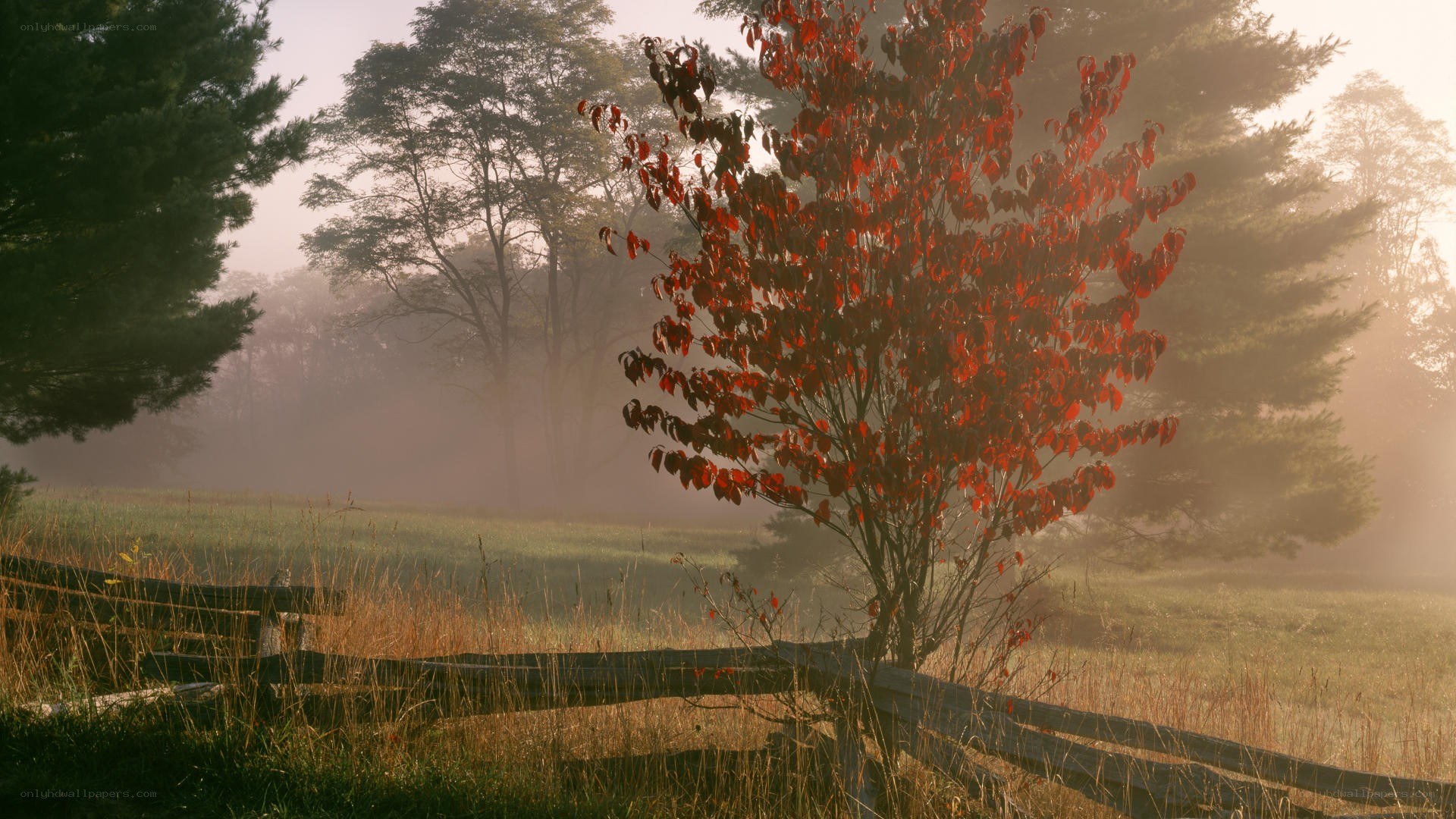 Autumn tree in misty field
