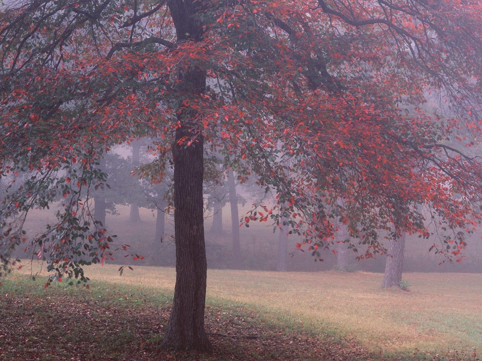 Autumn tree in misty forest