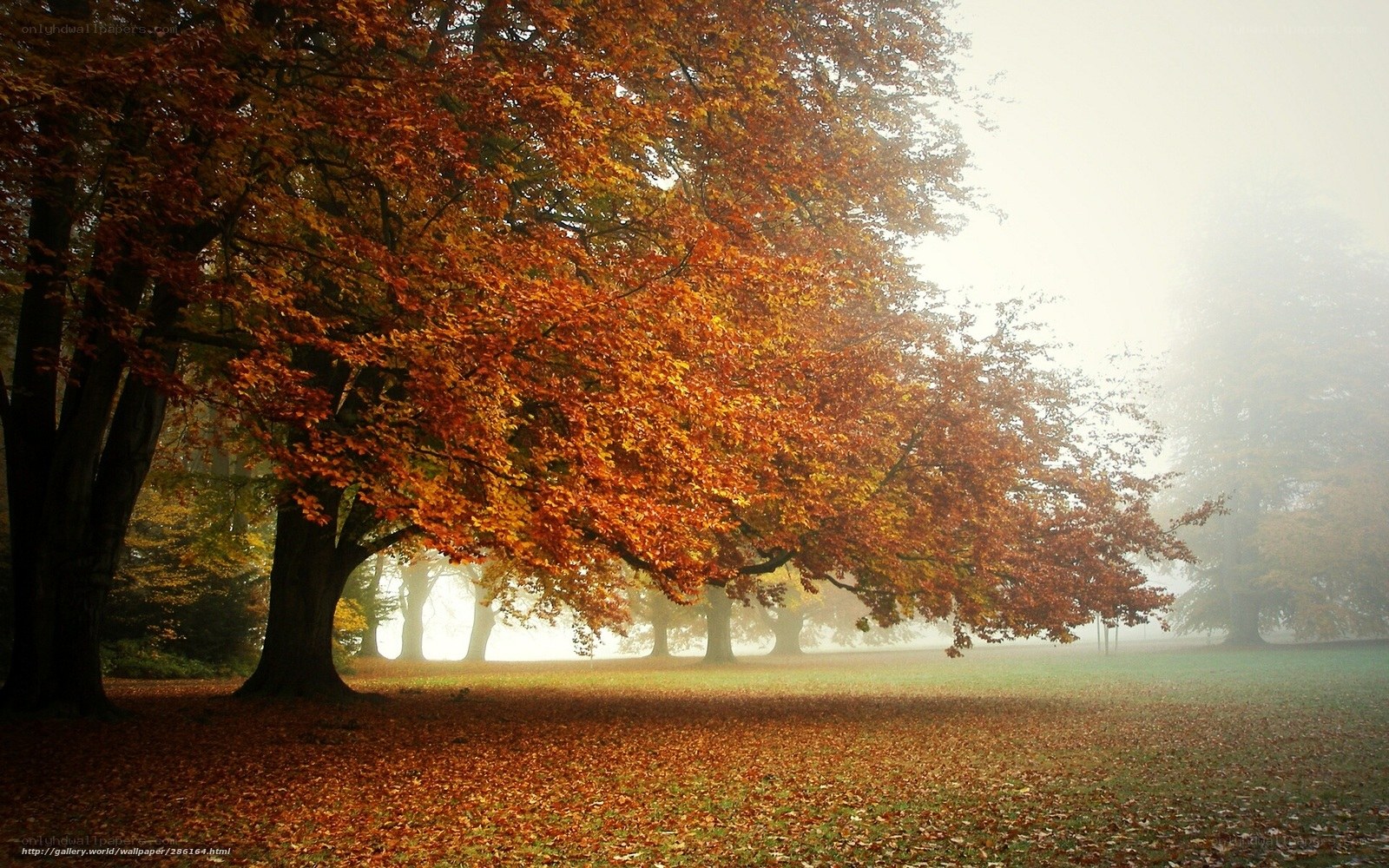 Autumn tree in misty park