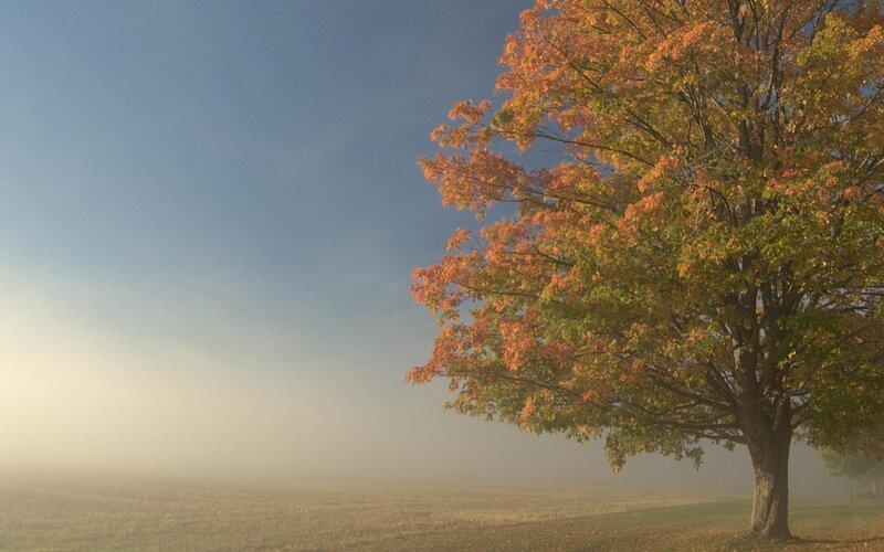 Autumn tree in morning fog