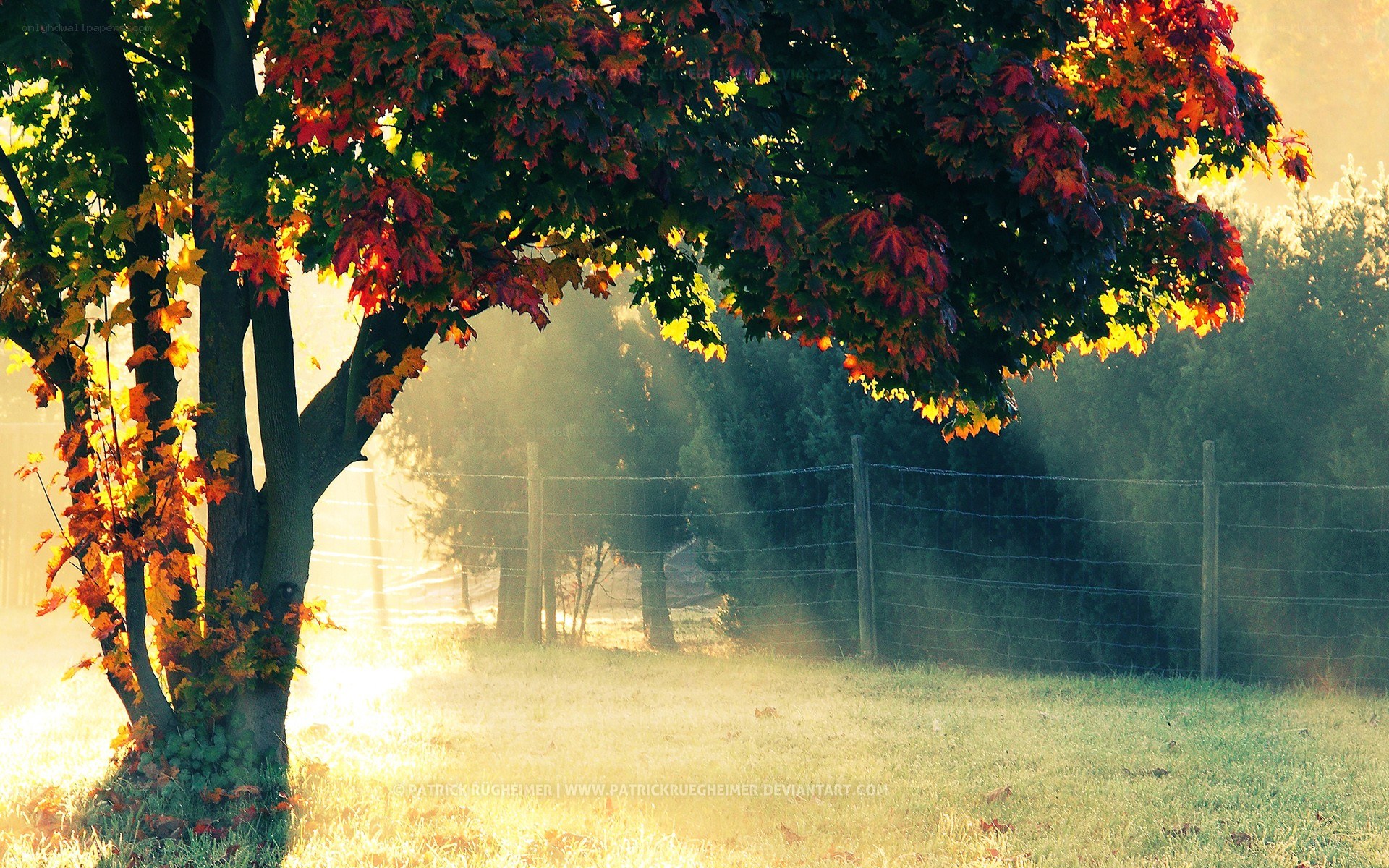 Autumn tree in morning light
