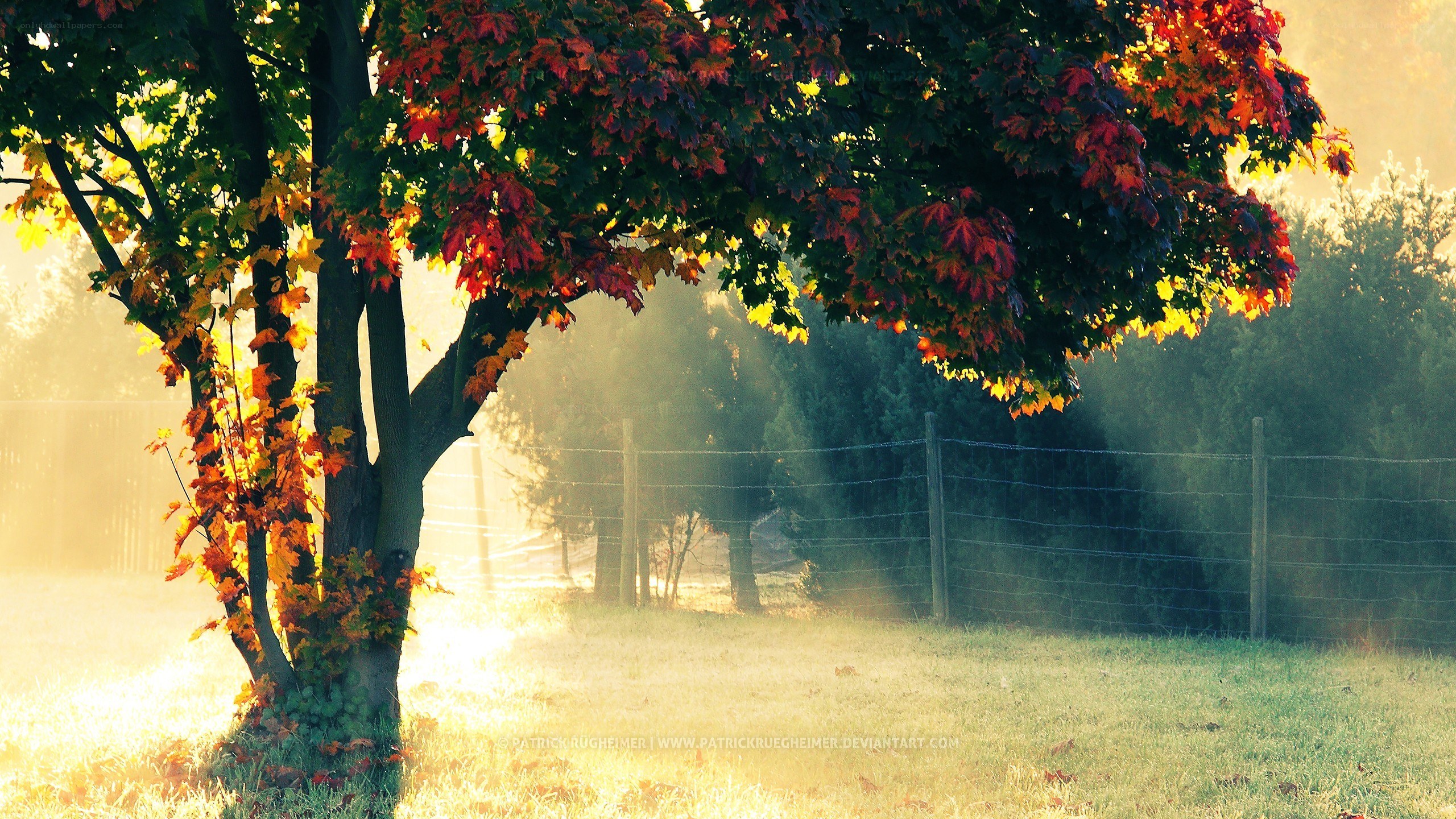 Autumn tree in morning light