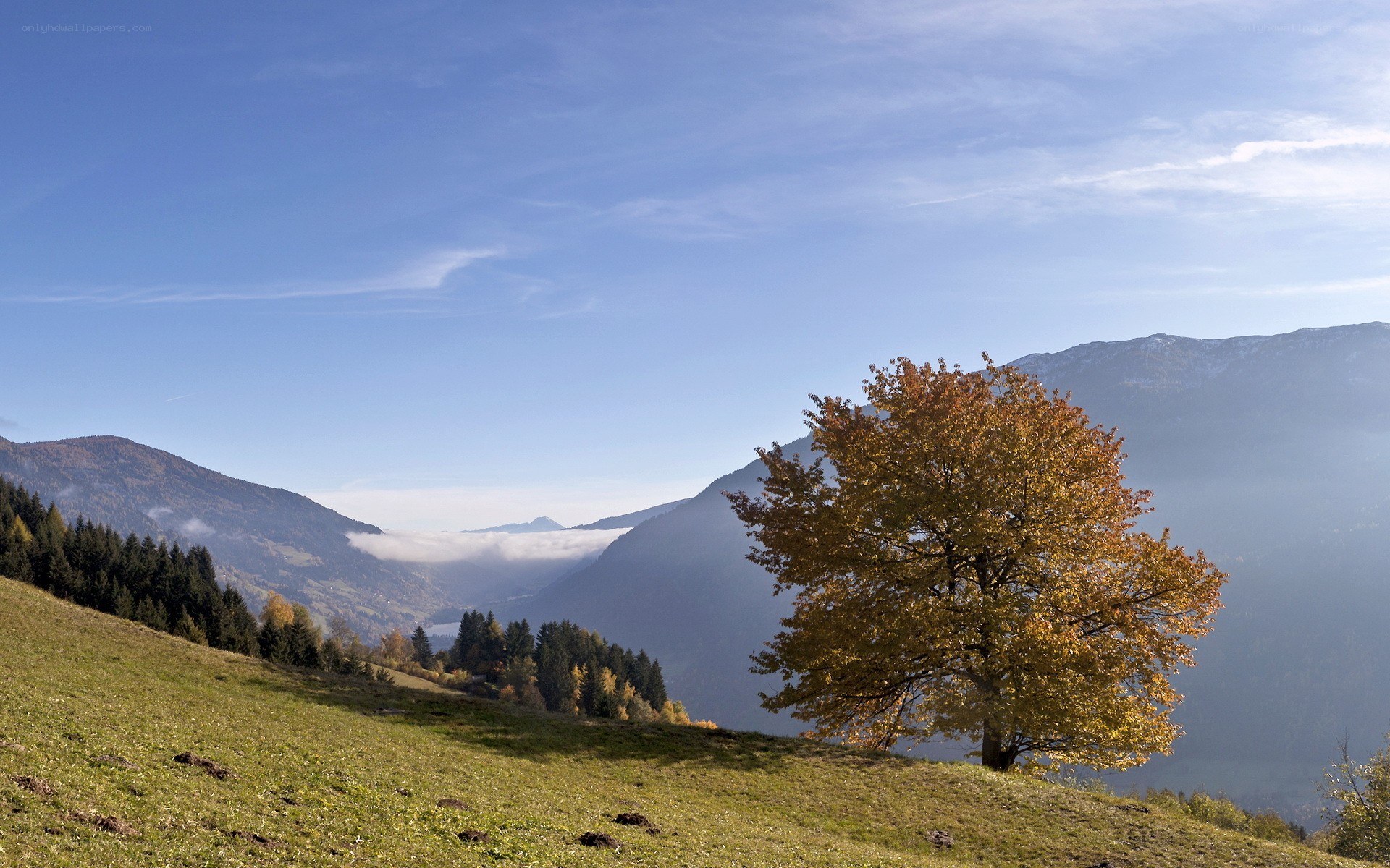 Autumn tree in mountain valley