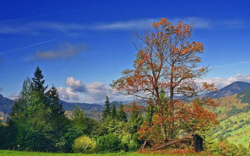 Autumn Tree in Mountains — Blue