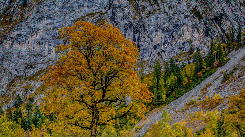 Autumn Tree in Mountains