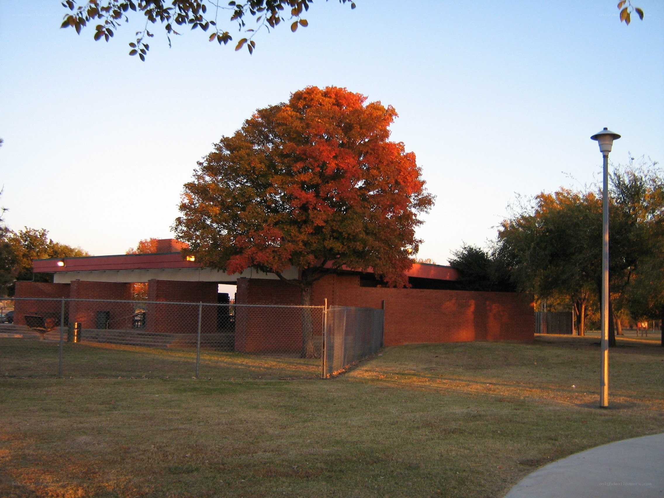 Autumn tree in park