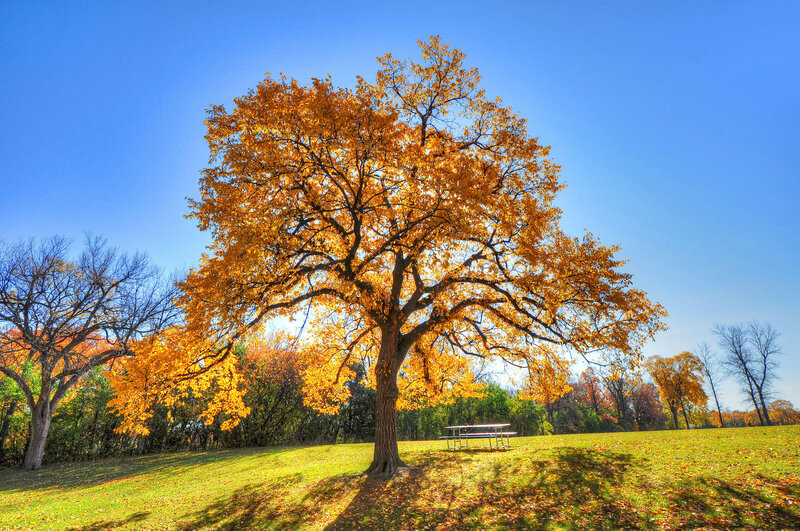 Autumn Tree in Park — Blue, Serene
