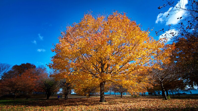 Autumn Tree in Park — Blue