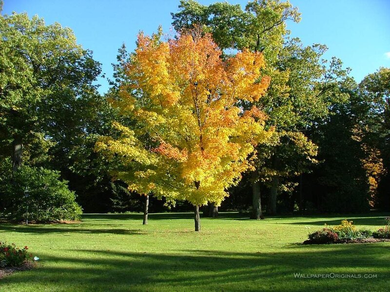 Autumn Tree in Park — Green, Serene, Photograph, Grass