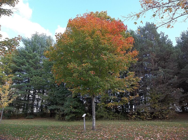 Autumn Tree in Park — Green, Serene, Photograph