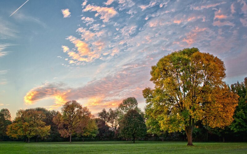 Autumn Tree in Park — Green, Serene, Sunset