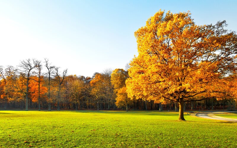 Autumn Tree in Park — Green, Serene