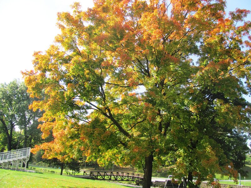 Autumn Tree in Park — Green