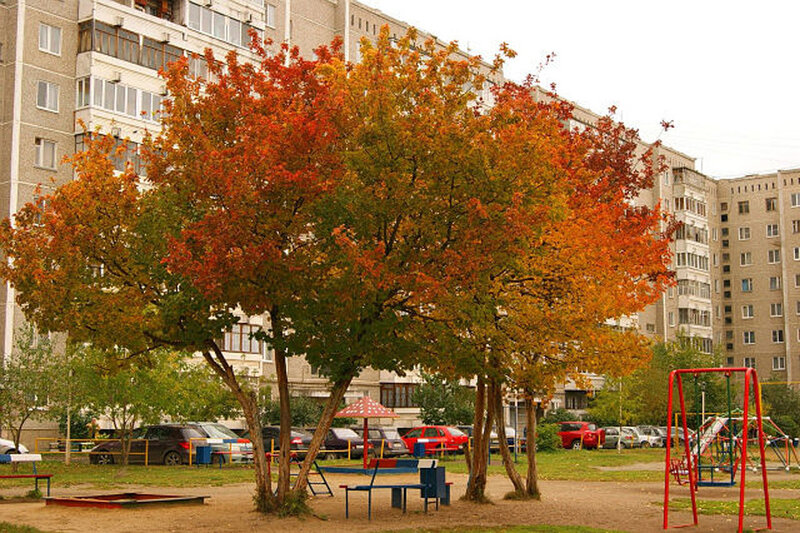 Autumn Tree in Park — Orange, Calm