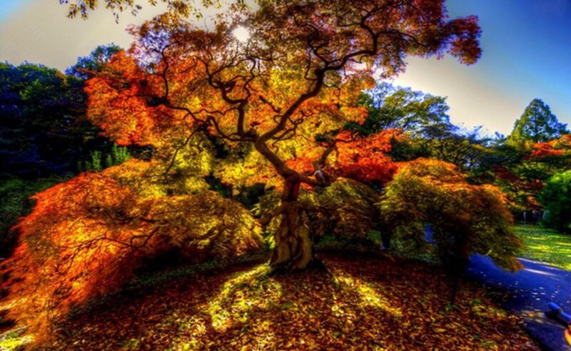 Autumn Tree in Park — Orange, Dramatic, Photograph