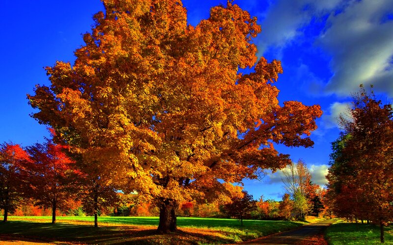 Autumn Tree in Park — Orange, Dramatic