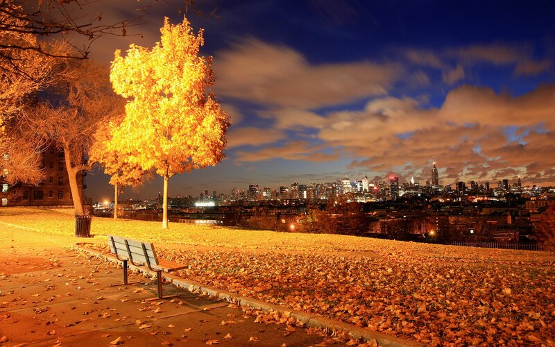 Autumn Tree in Park — Orange, Serene, Night