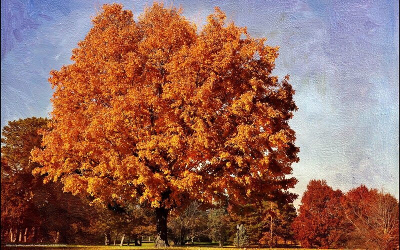 Autumn Tree in Park — Orange, Serene, Painting
