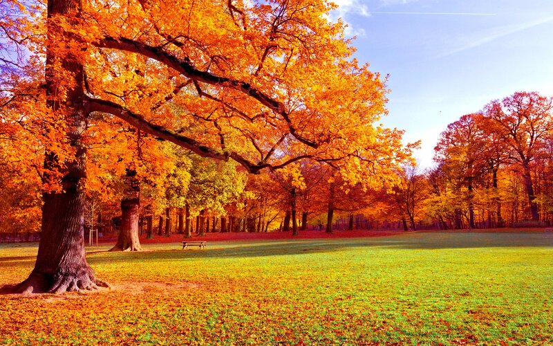 Autumn Tree in Park — Orange, Serene, Photograph, Grass, Bench