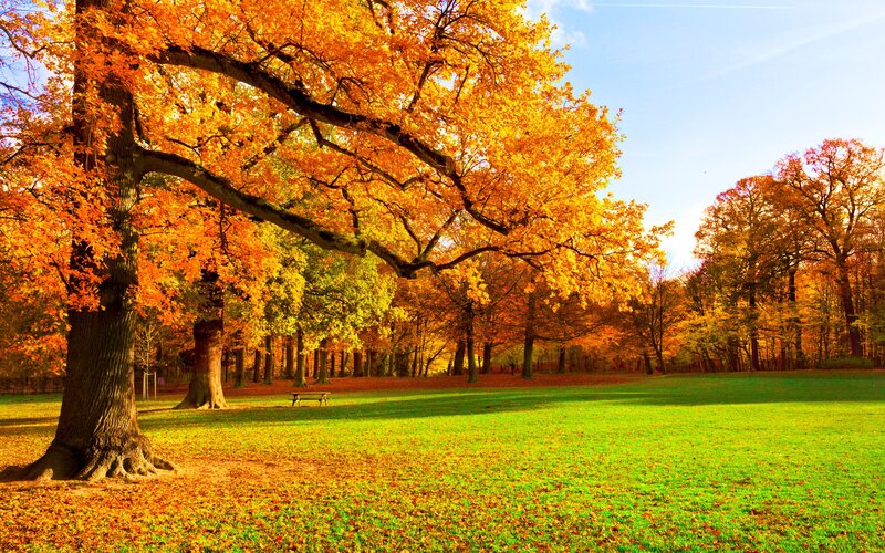 Autumn Tree in Park — Orange, Serene, Photograph, Grass