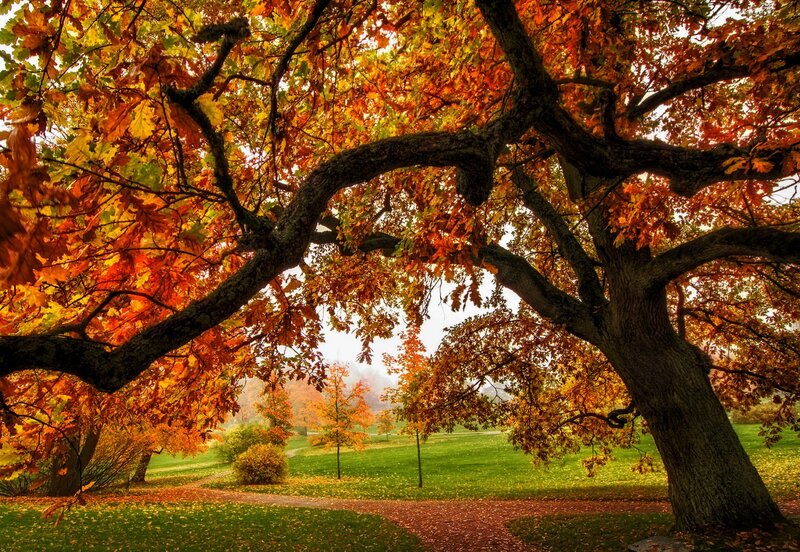 Autumn Tree in Park — Orange, Serene, Photograph, Path