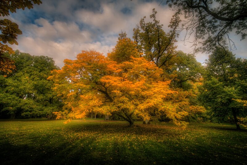 Autumn Tree in Park — Orange, Serene, Photograph, Trees