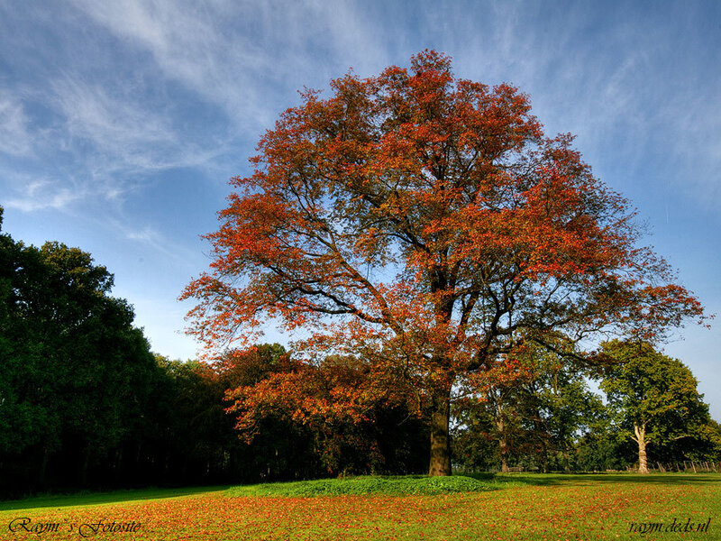 Autumn Tree in Park — Orange