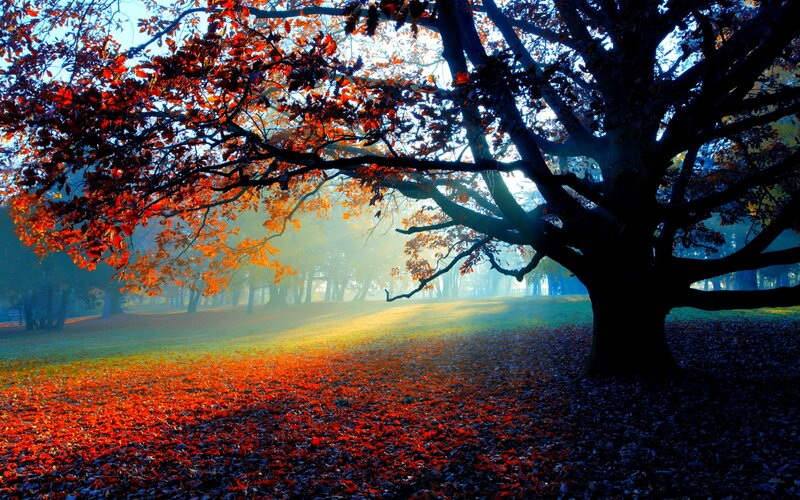 Autumn Tree in Park — Red, Serene, Photograph