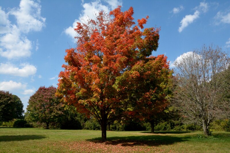 Autumn Tree in Park — Red, Serene