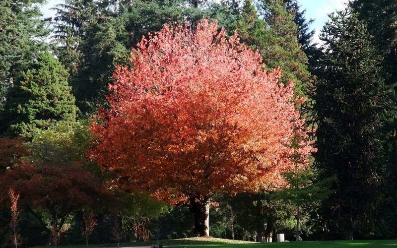 Autumn Tree in Park — Red