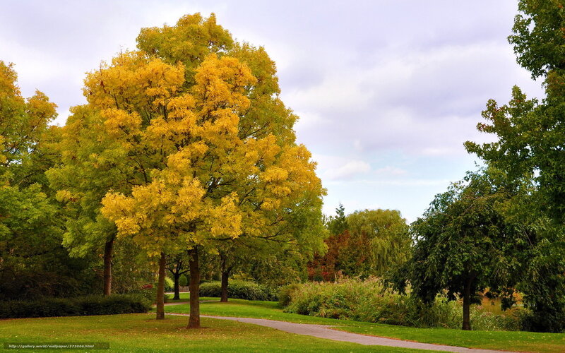 Autumn tree in park