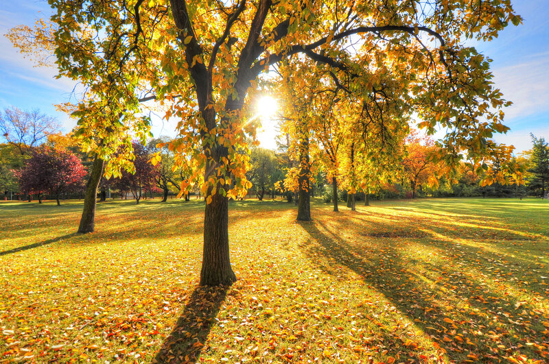 Autumn Tree in Park — Yellow, Serene, Photograph, Fallen Leaves, Sunlight