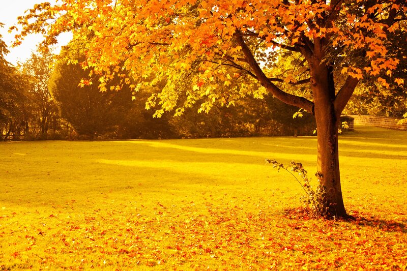 Autumn Tree in Park — Yellow, Serene, Photograph, Grass, Leaves