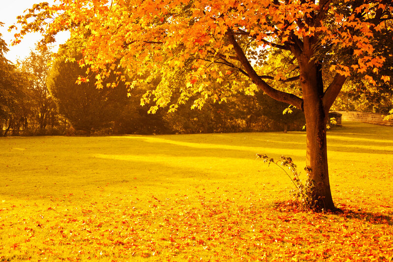 Autumn Tree in Park — Yellow, Serene, Photograph