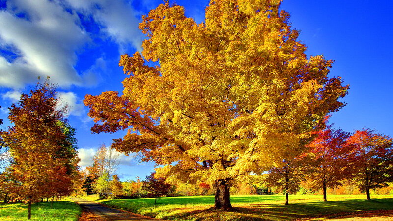 Autumn Tree in Park — Yellow, Serene, Photograph, Trees