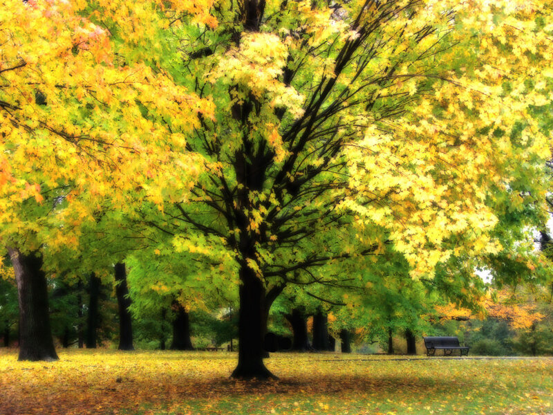 Autumn Tree in Park — Yellow, Serene