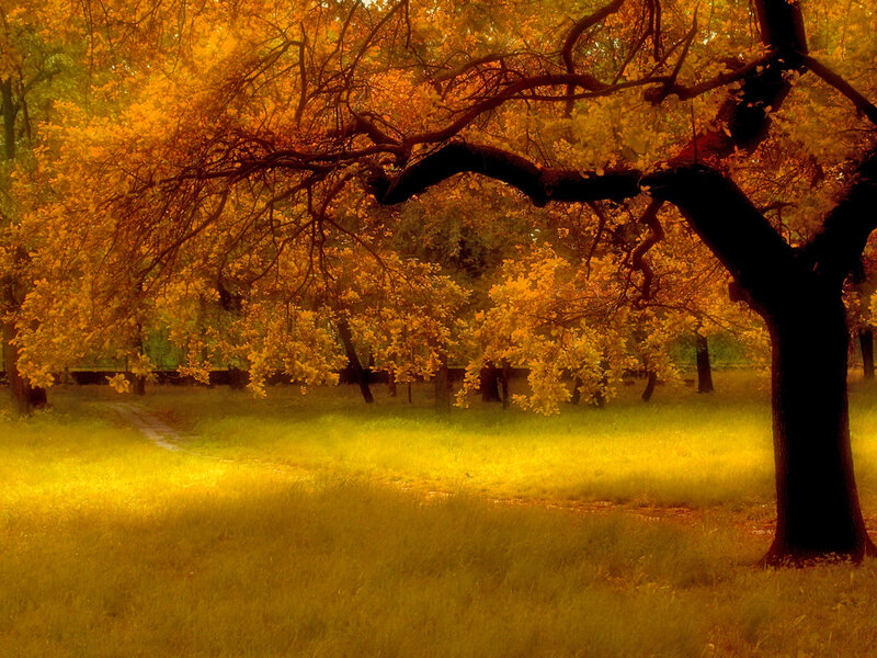 Autumn Tree in Park — Yellow