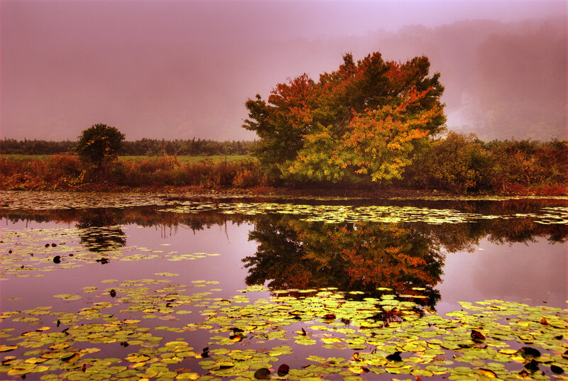 Autumn Tree in Pond