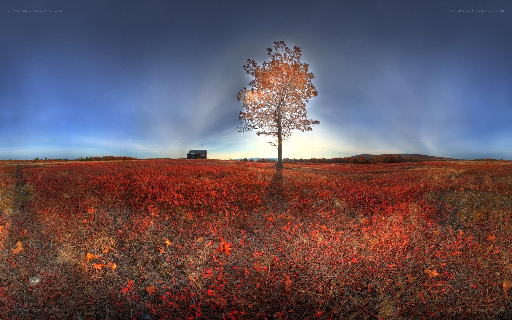 Autumn tree in red field