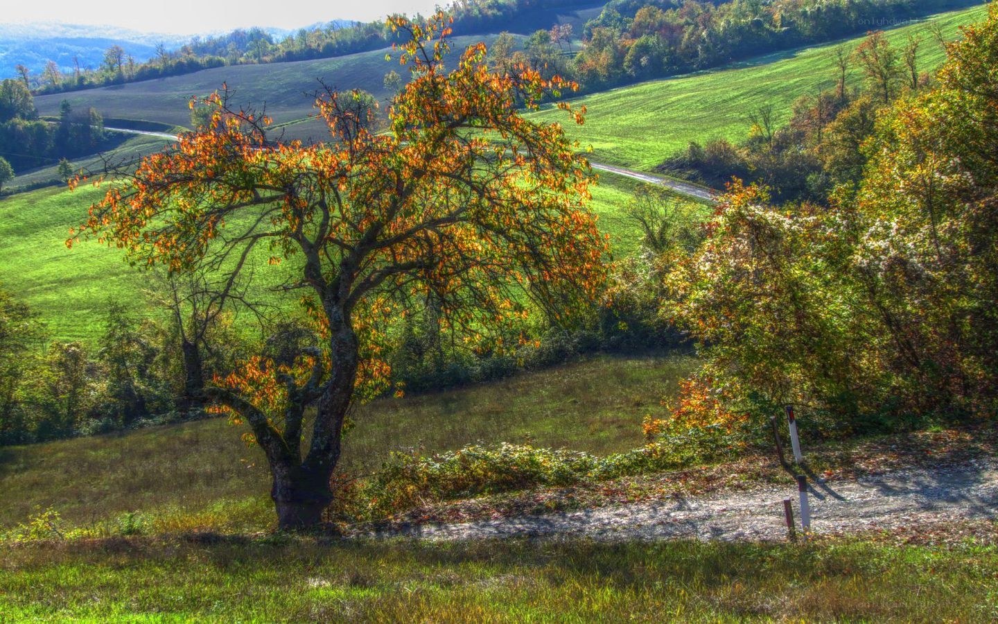 Autumn tree in rolling hills