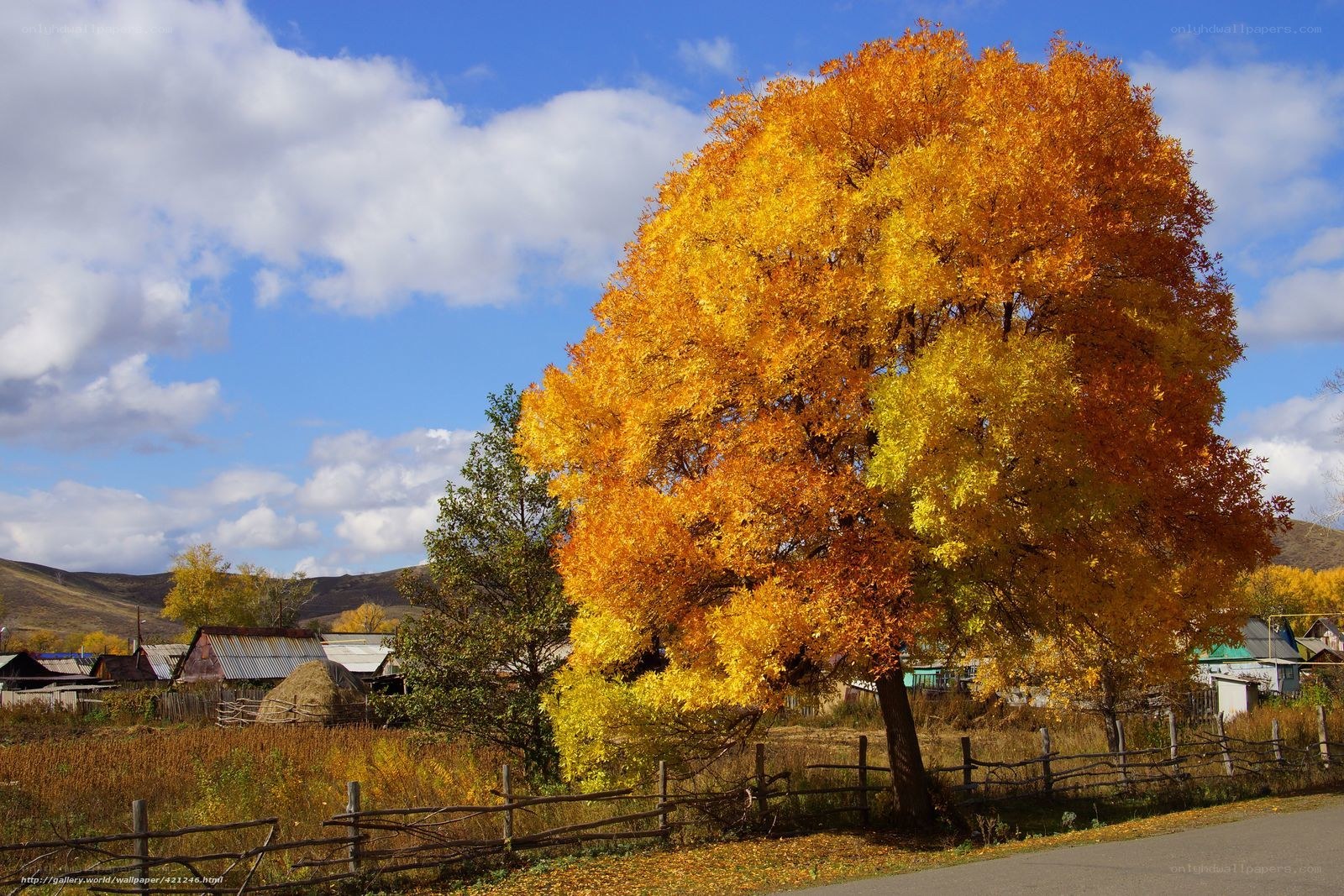 Autumn tree in rural village