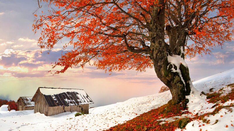 Autumn Tree in Snow — Orange, Serene