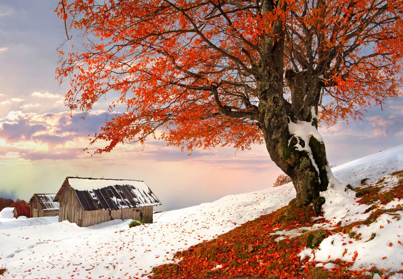 Autumn Tree in Snow — Orange