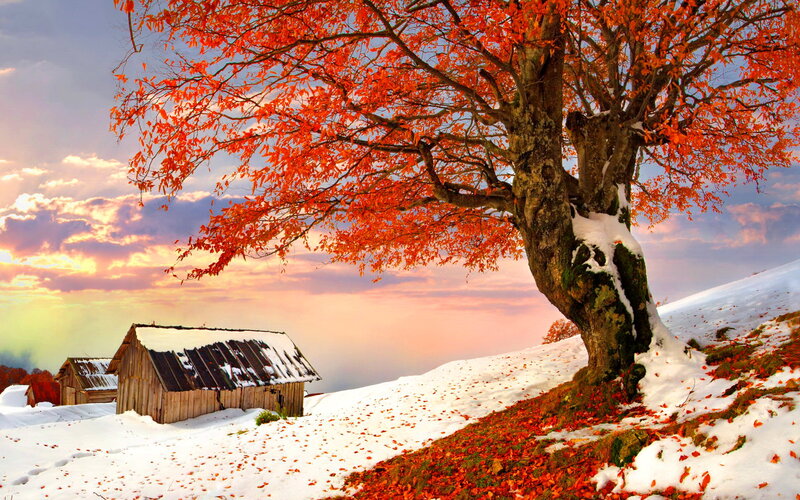 Autumn Tree in Snow — Red, Serene
