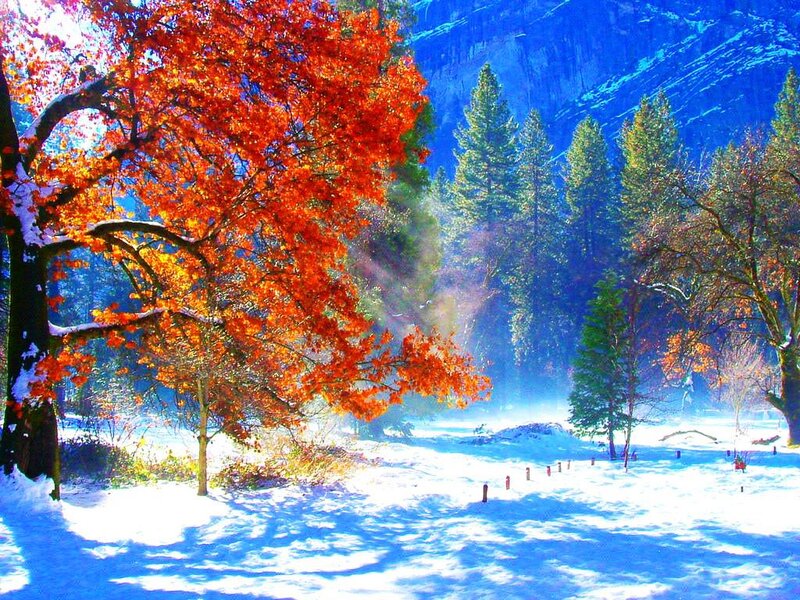 Autumn Tree in Snow — Red