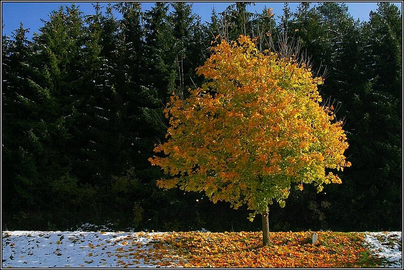 Autumn Tree in Snow