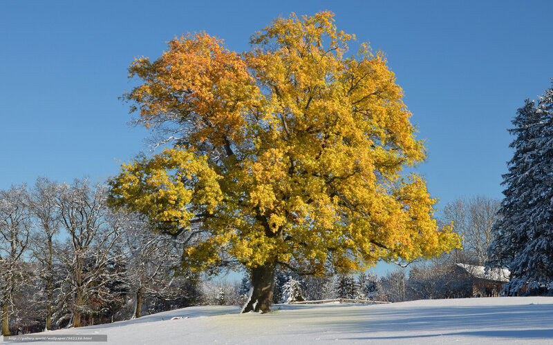 Autumn Tree in Snow — Yellow