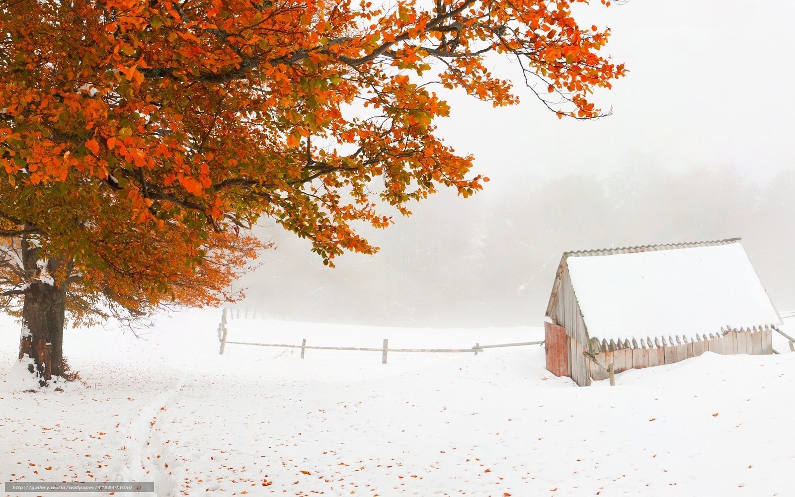 Autumn tree in snowy landscape