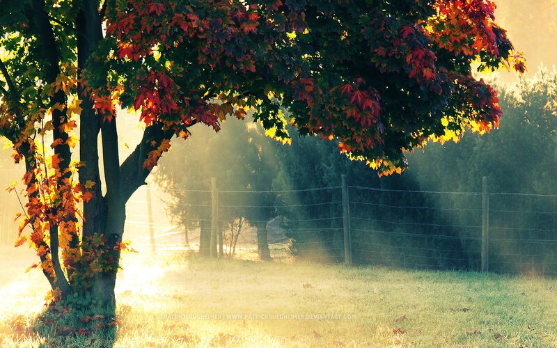 Autumn Tree in Sunlight — Green, Serene